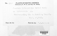 Puccinia hydrocotyles image
